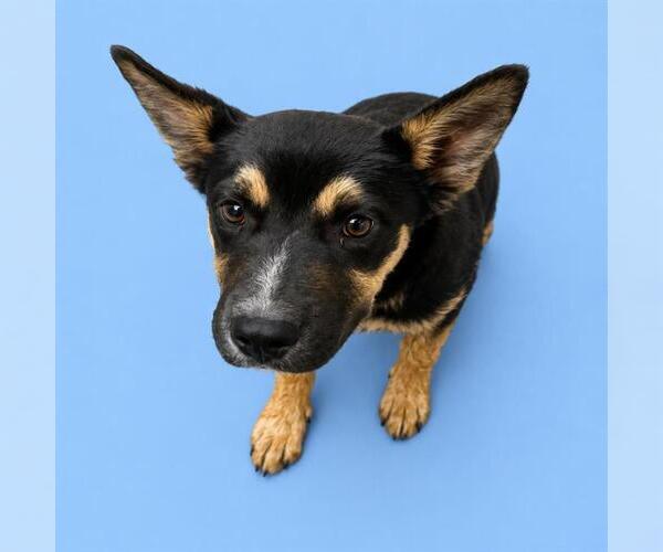 Medium Photo #1 German Shepherd Dog-Unknown Mix Puppy For Sale in HESPERIA, CA, USA