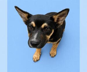German Shepherd Dog-Unknown Mix Dogs for adoption in HESPERIA, CA, USA