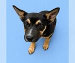 Small German Shepherd Dog Mix