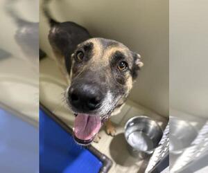 German Shepherd Dog Dogs for adoption in Bakersfield, CA, USA