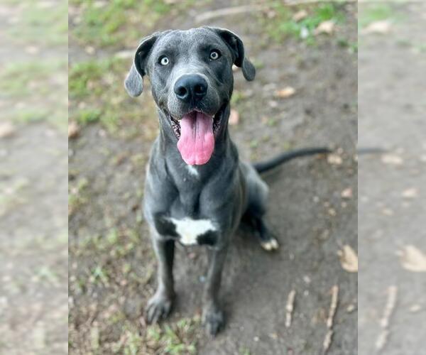 Medium Photo #1 Great Dane Puppy For Sale in Riverside, CA, USA