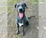 BLING - Male Great Dane Dog for Adoption - Small photo