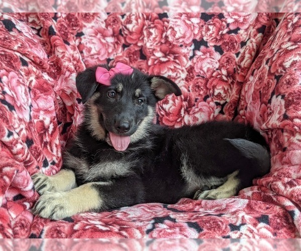 Medium Photo #4 German Shepherd Dog Puppy For Sale in OXFORD, PA, USA