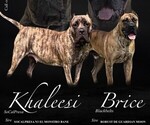 Small Presa Canario