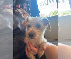 Mutt Dogs for adoption in Shillington, PA, USA