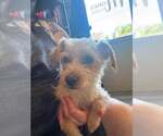 Small Mutt