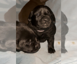 Small Photo #10 Labrador Retriever Puppy For Sale in HEMPSTEAD, TX, USA
