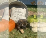 Small Photo #2 German Shepherd Dog Puppy For Sale in ROCKFIELD, KY, USA