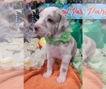 Puppy 7 Great Dane