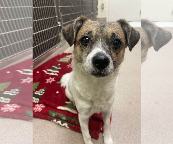 Medium Photo #12 Jack Russell Terrier-Spaniel Mix Puppy For Sale in Chester, NJ, USA