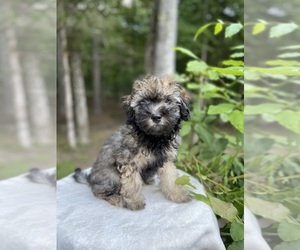 Maltipoo Puppy for sale in CLEVELAND, TN, USA