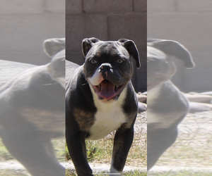 Olde English Bulldogge Puppy for sale in YUMA, AZ, USA