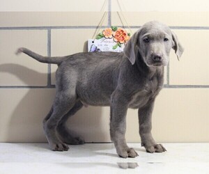 Labrador Retriever Puppy for sale in APPLE CREEK, OH, USA