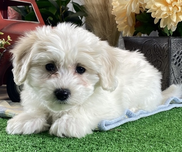 Medium Photo #5 Biton Puppy For Sale in CANOGA, NY, USA