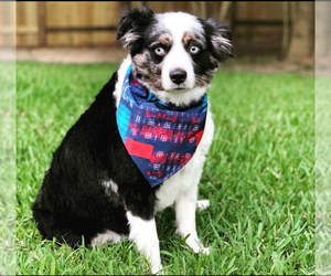 Father of the Miniature Australian Shepherd puppies born on 09/14/2025