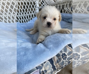 Shih Tzu Puppy for sale in PLANO, TX, USA