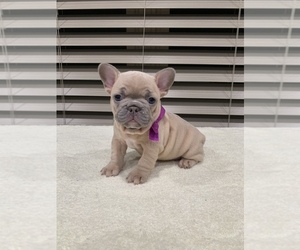 French Bulldog Puppy for sale in LANTON, MO, USA