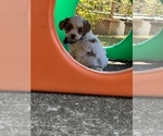 Small #5 Cavapoo