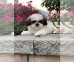 Small #2 Shih Tzu