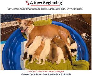 Mutt Dogs for adoption in San Diego, CA, USA