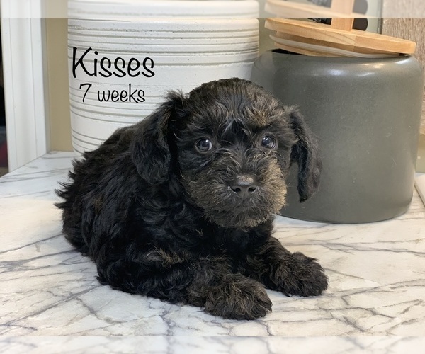 Medium Photo #3 Schnoodle (Miniature) Puppy For Sale in LARCHWOOD, IA, USA