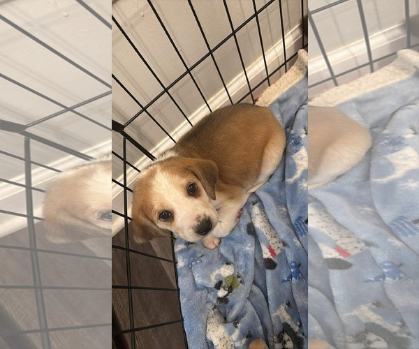 Medium Photo #6 Beagle-Unknown Mix Puppy For Sale in Holly Springs, NC, USA