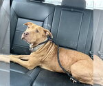 Small #5 Labrador Retriever-Rhodesian Ridgeback Mix