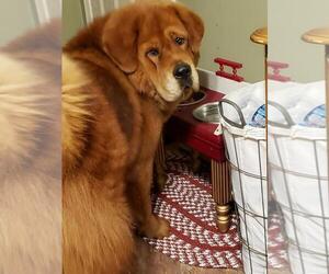 Father of the Tibetan Mastiff puppies born on 12/23/2019