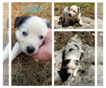 Puppy Ekko Texas Heeler