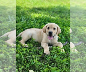 Labrador Retriever Puppy for sale in APPOMATTOX, VA, USA