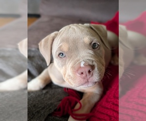 American Bully Puppy for sale in Deep River, Ontario, Canada