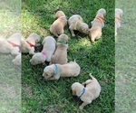 Small Photo #2 Golden Retriever Puppy For Sale in EDOM, TX, USA