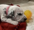 Small Photo #3 Dalmatian Puppy For Sale in CAMBRIA, VA, USA