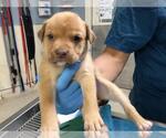 Small #1 German Shepherd Dog Mix