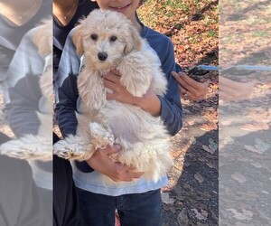 Bichpoo Dogs for adoption in Toronto, Ontario, Canada
