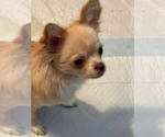Small Photo #1 Chihuahua Puppy For Sale in SAUSALITO, CA, USA