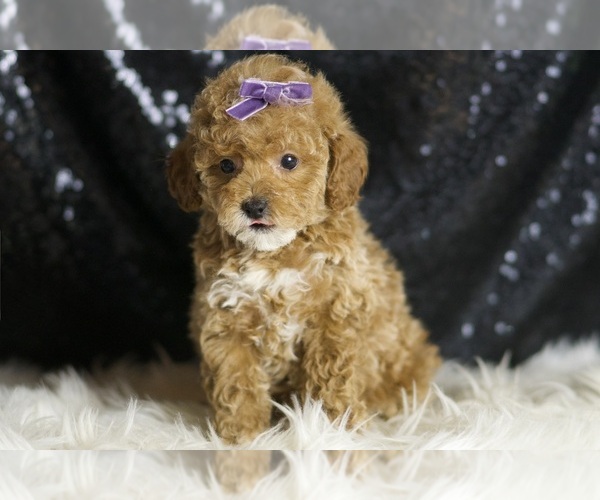 Medium Photo #5 Poodle (Toy) Puppy For Sale in WARSAW, IN, USA