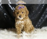 Small #4 Poodle (Toy)