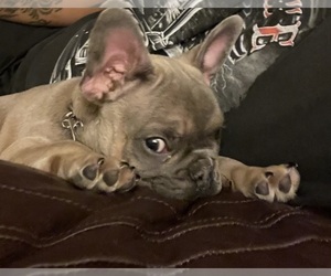 French Bulldog Puppy for sale in SAN TAN VALLEY, AZ, USA