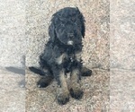 Image preview for Ad Listing. Nickname: Winston
