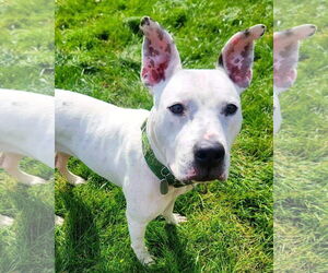 Vally - Female American Pit Bull Terrier-Unknown Mix Dog for Adoption - Photo #30