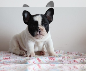 French Bulldog Puppy for sale in SHILOH, OH, USA
