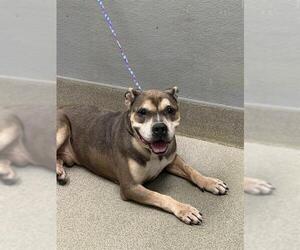 American Bulldog-Unknown Mix Dogs for adoption in Las Vegas, NV, USA
