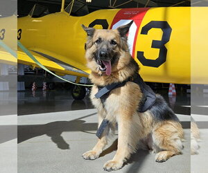 Pippi - Female German Shepherd Dog Dog for Adoption - Photo #15