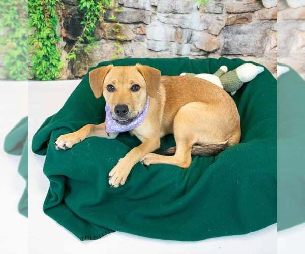 Medium Photo #11 Mutt Puppy For Sale in Kennesaw, GA, USA
