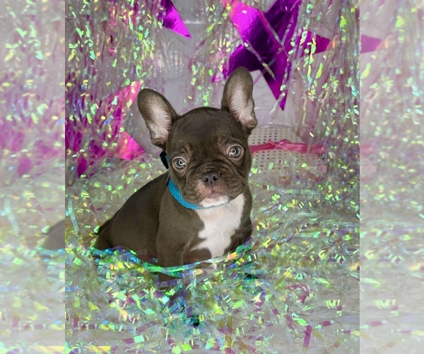 Medium Photo #5 French Bulldog Puppy For Sale in COVINGTON, GA, USA