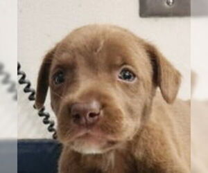 American Staffordshire Terrier-Border Collie Mix Dogs for adoption in Lake Forest, CA, USA