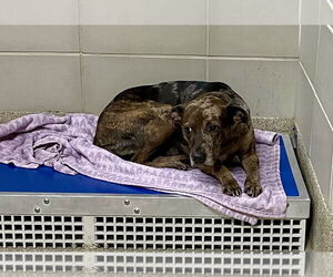 Mutt Dogs for adoption in Virginia Beach, VA, USA