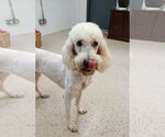 Small #1 Poodle (Standard)