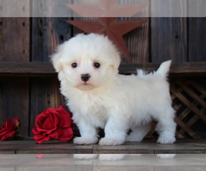 Medium Maltese